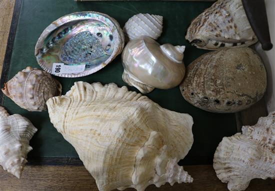 A collection of nine assorted seashells, largest 28cm